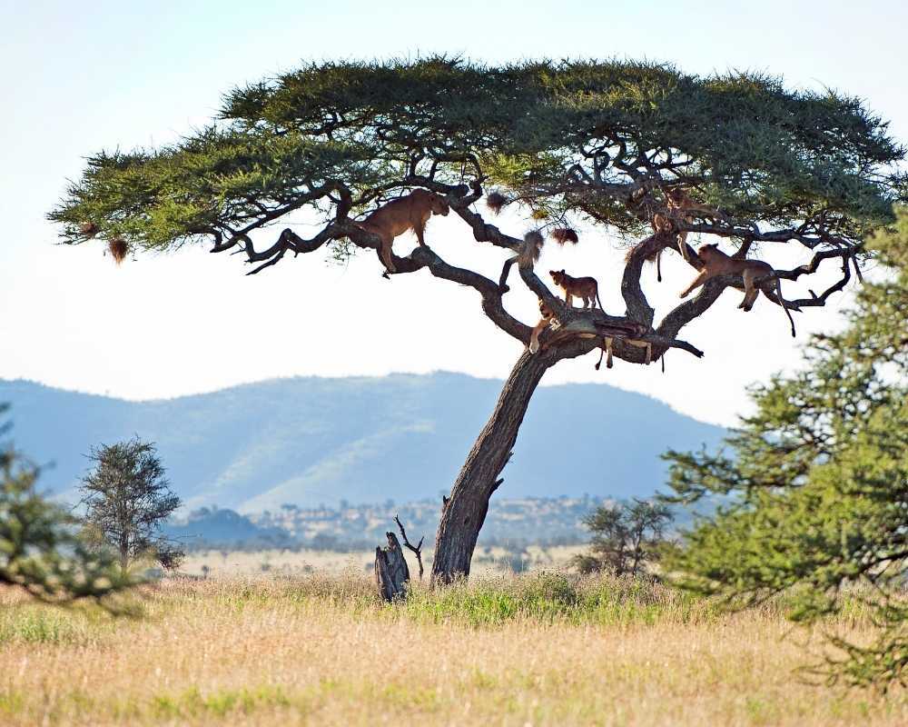 Lion tree, Serengeti National Park, Tanzania