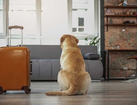 How To Travel With Your Pet
