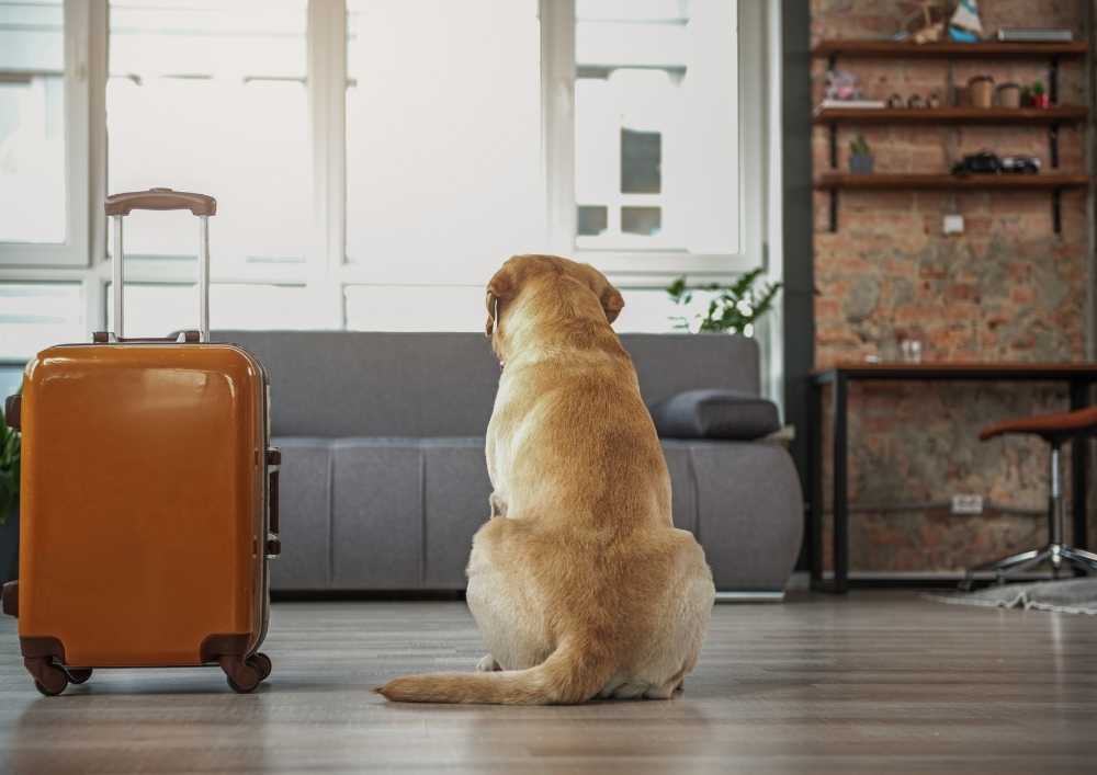 Dog Travel Luggage