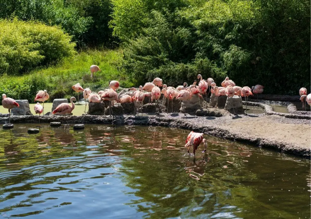 Flamingo birds in Zurich Zoo in Switzerland