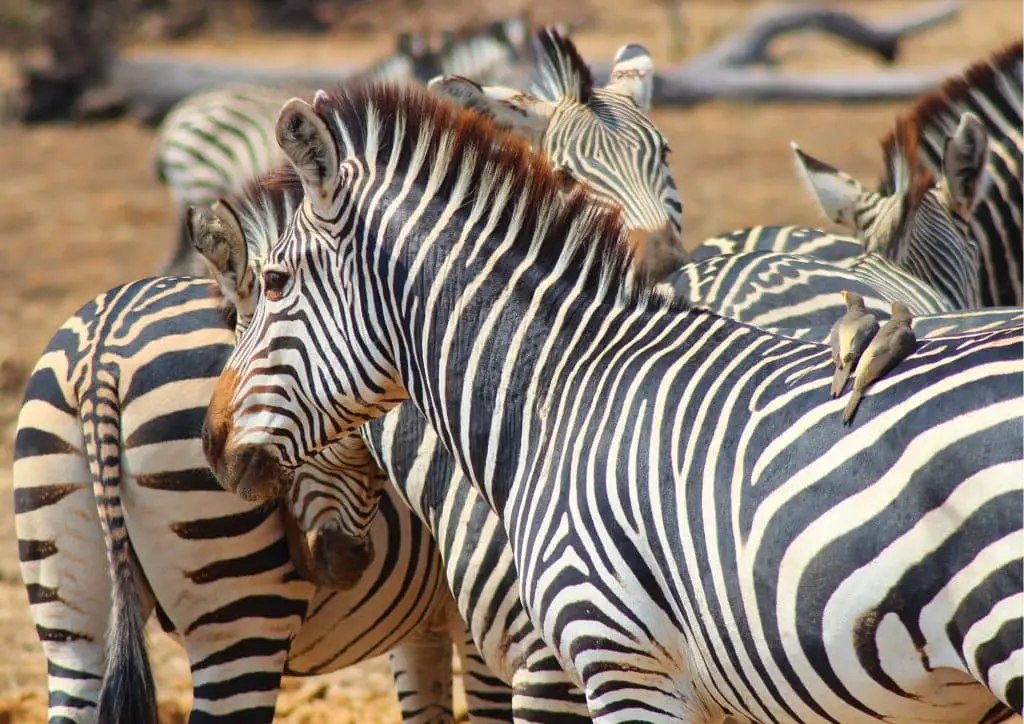 Zebras Zambia