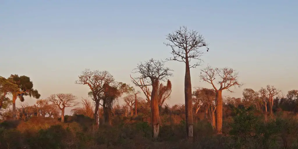 Spiny Forest Madagascar
