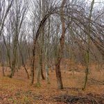 Hoia Baciu Haunted Forest Romania Cluj