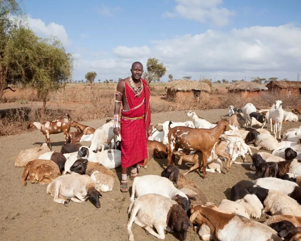 Massai man taking care of the animals