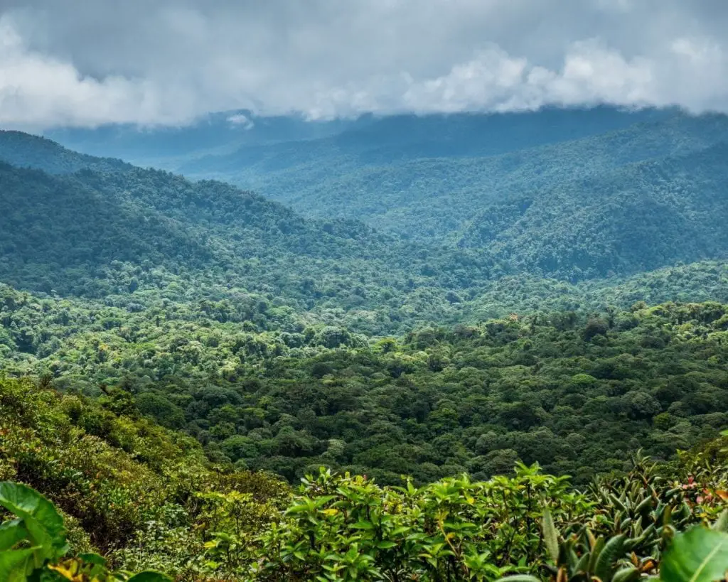 Monteverde Cloud Forest Biological Reserve Costa Rica