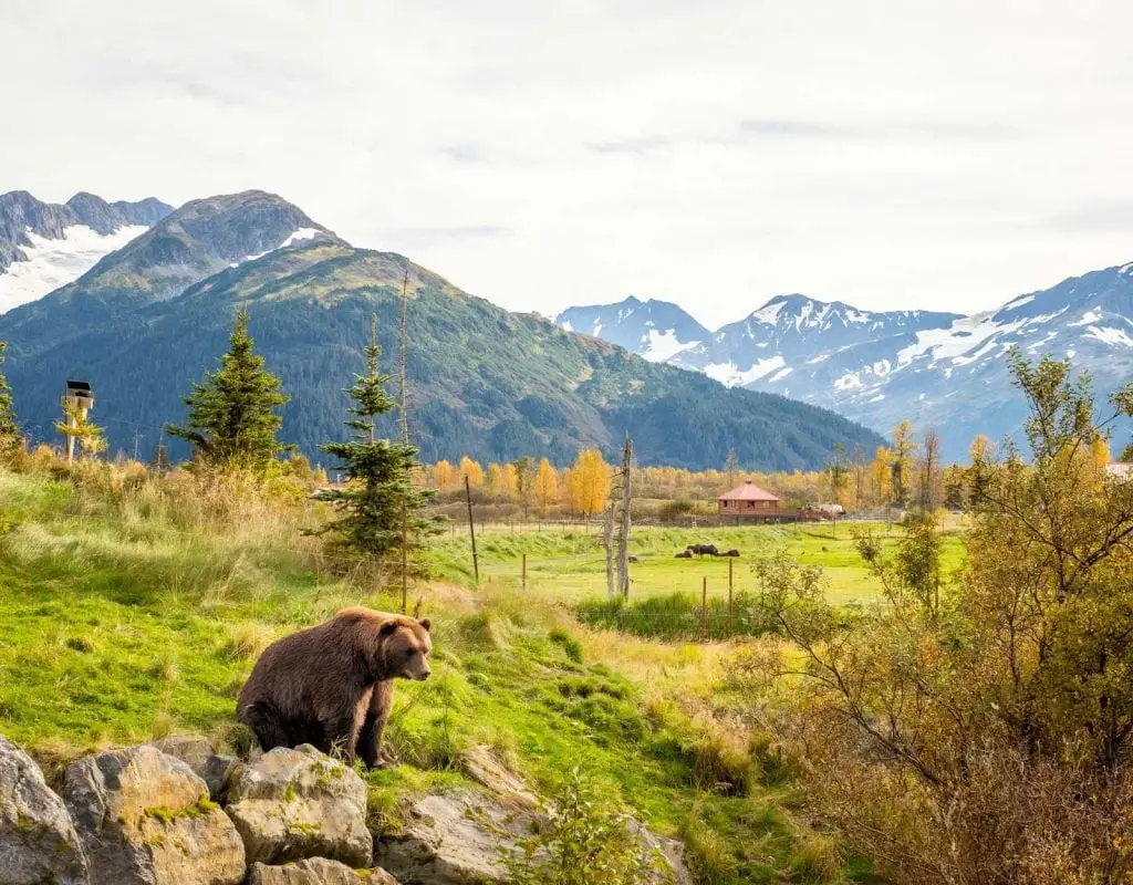 Brown Bear living in Alaska Wildlife Conservation Center