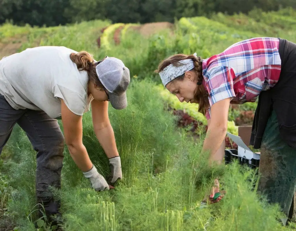 Farm Workers Harvesting Dill