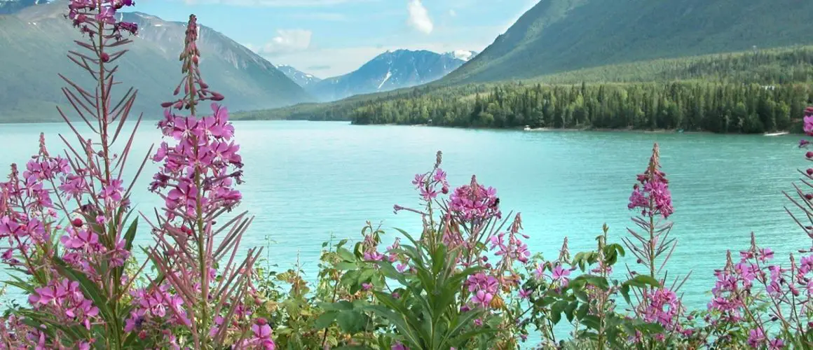 Glacier View Alaska Landscape with flowers