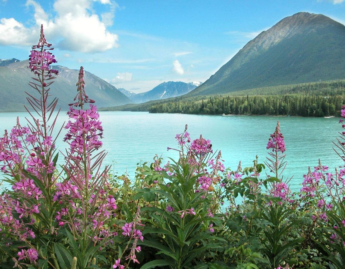Glacier View Alaska Landscape with flowers