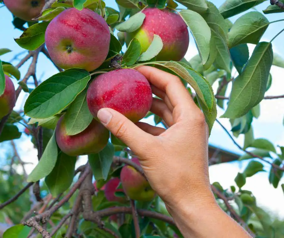 apple picking at Hackett's Orchard