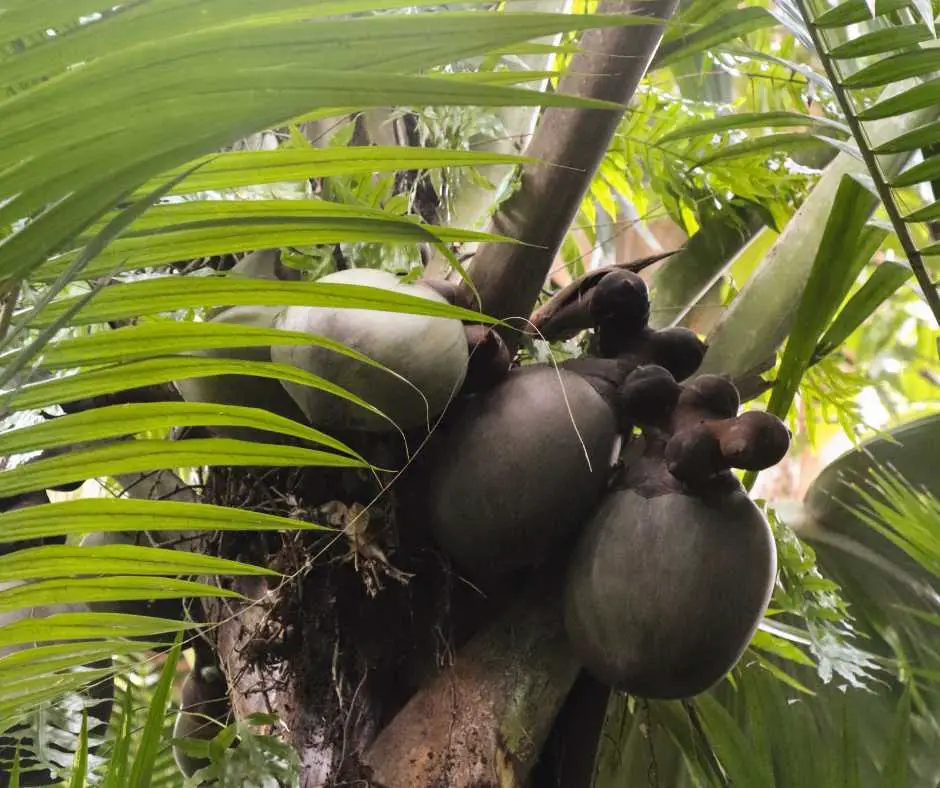 Coco du Mer Tree Seychelles