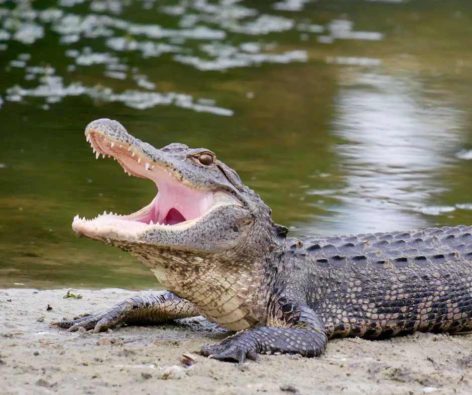 Gator Country Adventure Park crocodile