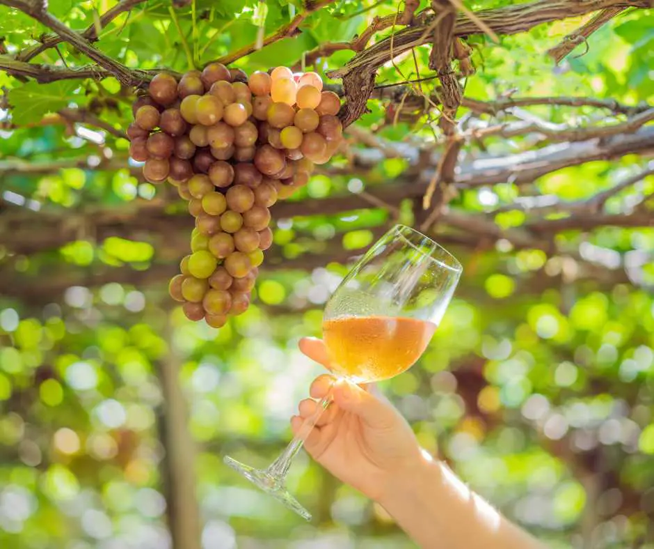 Vineyard and Winery