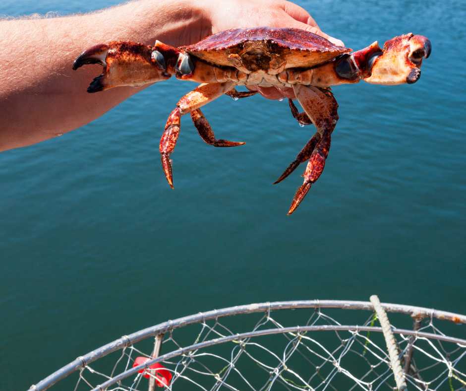 Crab hold in hand front view
