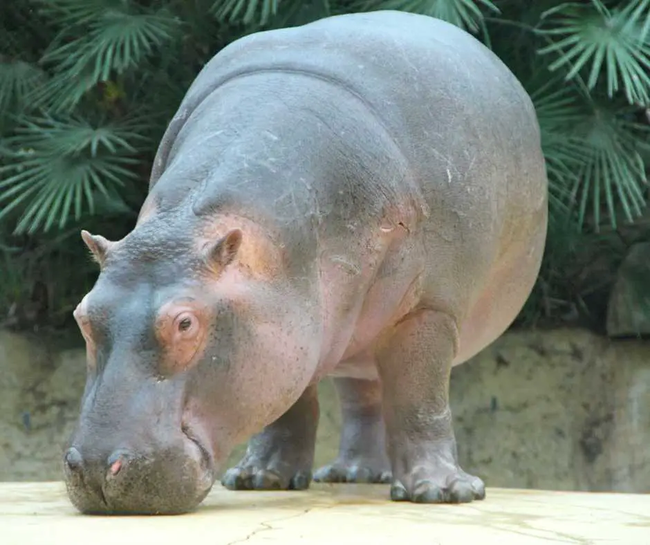 Hippo at Tulsa OK Zoo