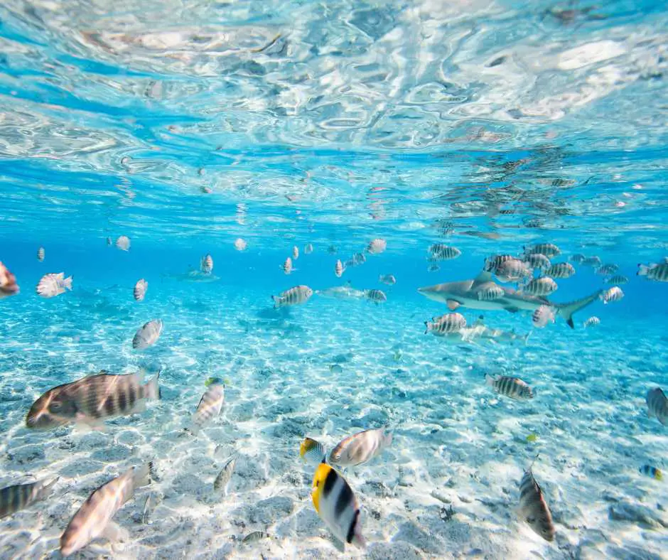 Snorkeling in Bora Bora