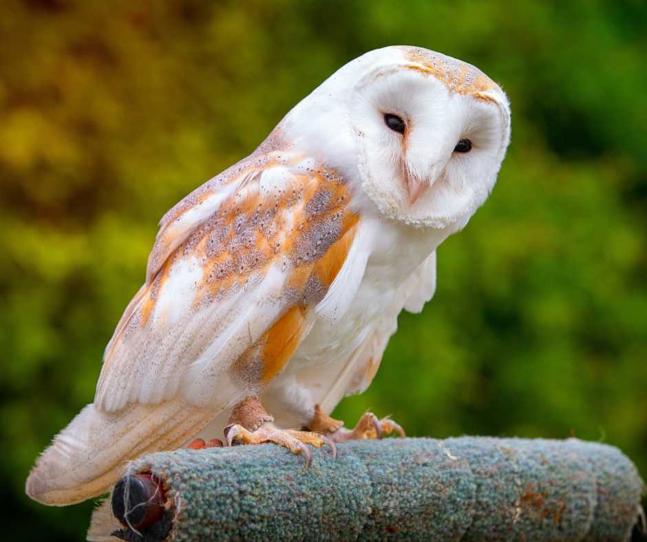 owl at Ohio Bird Sanctuary