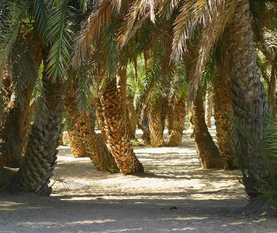 Palm Forest of Vai