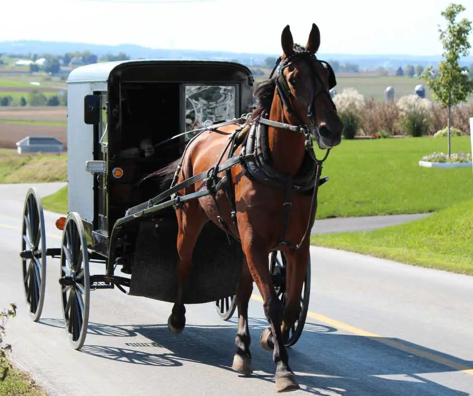 Amish horse ride