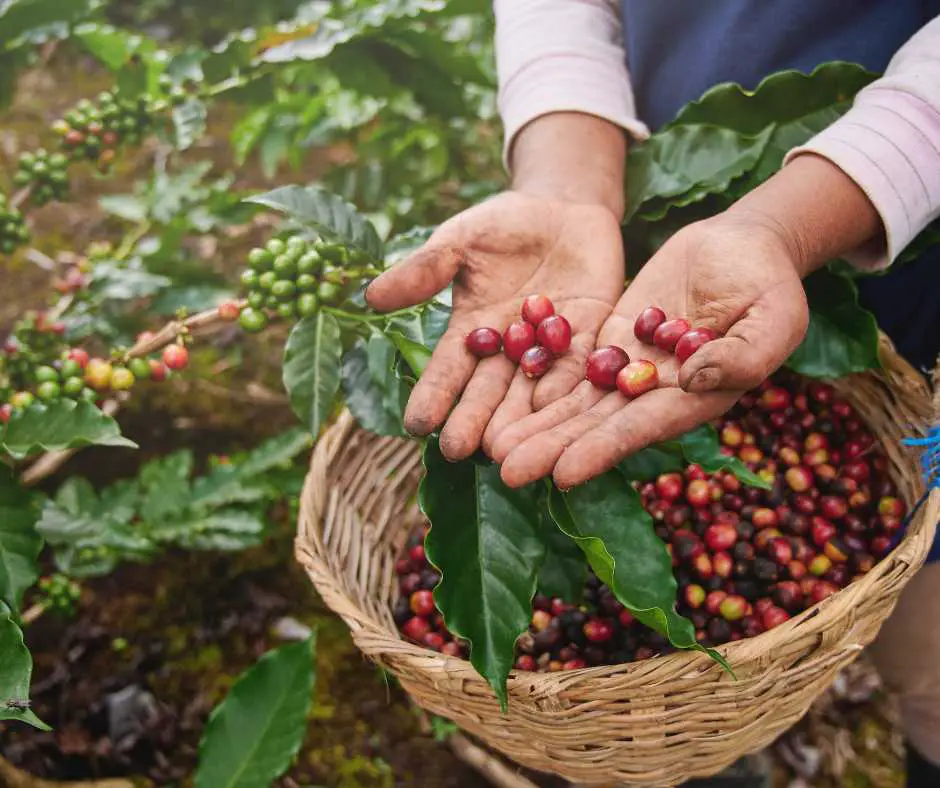 Nicaragua coffee production