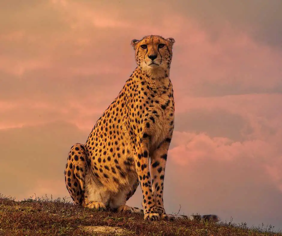 Saharan cheetah